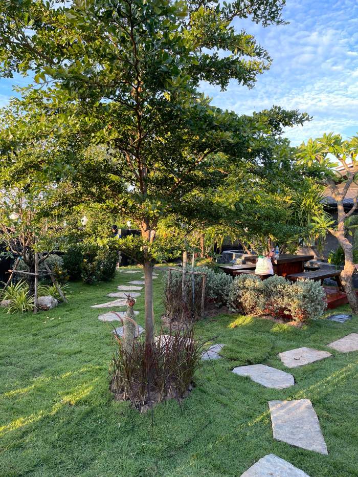 ผลงาน 12 - https://บ้านสวนดีไซน์.com | บ้านสวนดีไซน์ - บริการรับออกแบบจัดสวนหญ้า - สวนหิน สร้างบ่อปลา ทำน้ำตก ครบวงจรทั่วไทย เจ้าของร้านทำเอง ไม่ผ่านนายหน้า